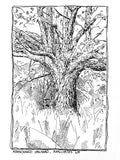 Rope Swing Postcard